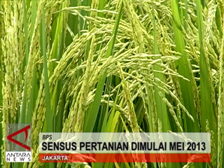 Sensus Pertanian Dimulai Mei 2013