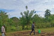 BBRMP Maluku lakukan penanaman perdana benih kacang hijau varietas vima 1 di Malteng