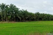 Desa Labangka-Uniba ajak petani sawit pupuk organik dari tandan