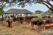Pemprov Banten datangkan 80 persen hewan kurban dari luar daerah