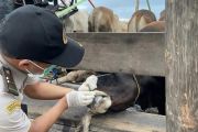 Karantina Kepri perketat pemasukan hewan kurban jelang Idul Adha