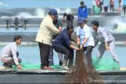 Presiden panen raya udang di Kebumen