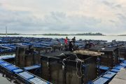 BPBL Batam sebut minat terhadap budidaya lobster modeling mulai meningkat