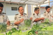 Menebus Masa Lalu dengan Kesegaran Sayur Hidroponik di Lapas Pekanbaru
