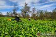 Merawat "tangan" perempuan penjaga keberlanjutan teh nasional