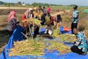 Wabup Gunungkidul dorong penerapan inovasi pertanian ramah lingkungan