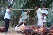 BRIN: Indonesia berpeluang jadi produsen biogas sawit dunia