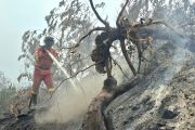 Manggala Agni Rengat masih berupaya padamkan karhutla di Pelalawan, Inhu dan Inhil