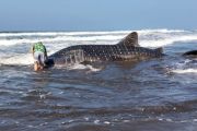Hiu paus terdampar di pantai Jembrana diselamatkan