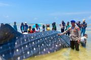 Hiu Paus sepanjang 9,17 meter ditemukan mati terdampar di perairan Wakatobi