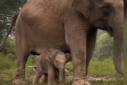 Menhut umumkan bayi gajah lahir di TN Tesso Nilo diberi nama "Ganesha"