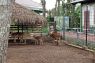Jember Mini Zoo dikembangkan menjadi lembaga konservasi eduwisata