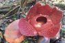 Bunga Rafflesia Arnoldii kembali mekar di halaman warga Agam