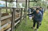 Distan  Penajam targetkan 5.000 sapi terpasang ear tag