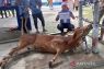 Kebutuhan sapi kurban di Bangka diprediksi 1.229 ekor
