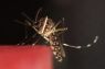 Kemenkes: Kasus malaria RI turun tapi masih tertinggi kedua di Asia