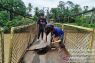 Pemkab Aceh Barat kerahkan tim tangani kerusakan jembatan gantung