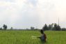 Pemprov Lampung kerja sama penyediaan pupuk non subsidi bagi petani