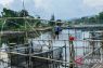 Keramba jaring apung sumbang produksi ikan tawar terbesar di Purwakarta
