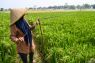 Rice output tops 30 mln tons despite weather challenges: minister