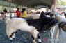 Kotabaru's goat contest to improve goat farming quality