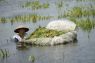 Banjir landa 19 desa di Pati