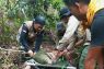 Harimau sumatera terperangkap jerat di Tebo Jambi terancam diamputasi