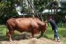 Aceh Besar terima sapi kurban Idul Adha seberat 912 Kg dari Presiden