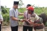 Kapolda Kaltara Serahkan 4 Ekor Sapi Kurban untuk Warga SP 6 hingga SP 9 Tanjung Buka