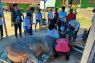 Sapi kurban Presiden di Kendari dibagikan ke 333 warga