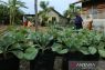 DPRK dorong KWT Banda Aceh ikut menyuplai bahan baku dapur BMG