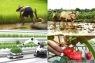 Memantaskan diri sebagai negeri agraris