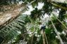 Peningkatan panen pinang hutan produksi Gunung Lemongan