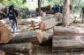 Gov't arrests illegal logging syndicate member in Baluran Park