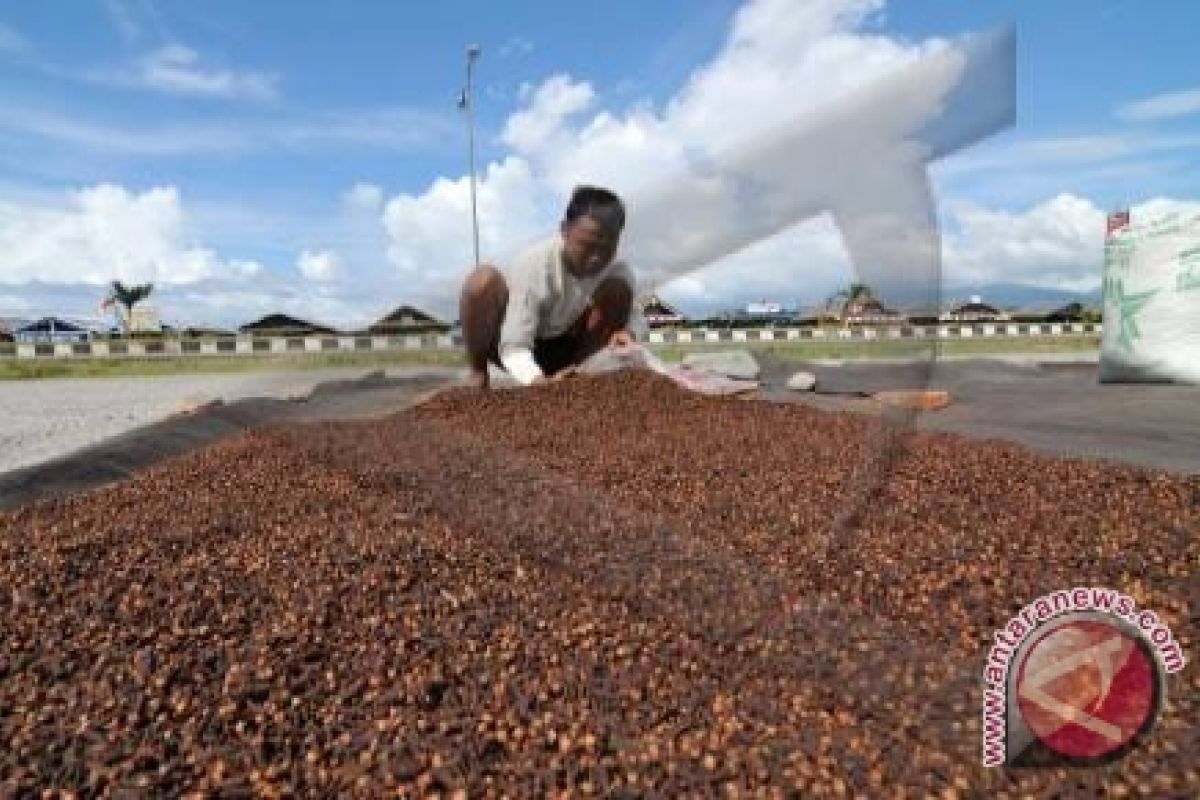 Panen Cengkih Di Lampung Barat Berlimpah