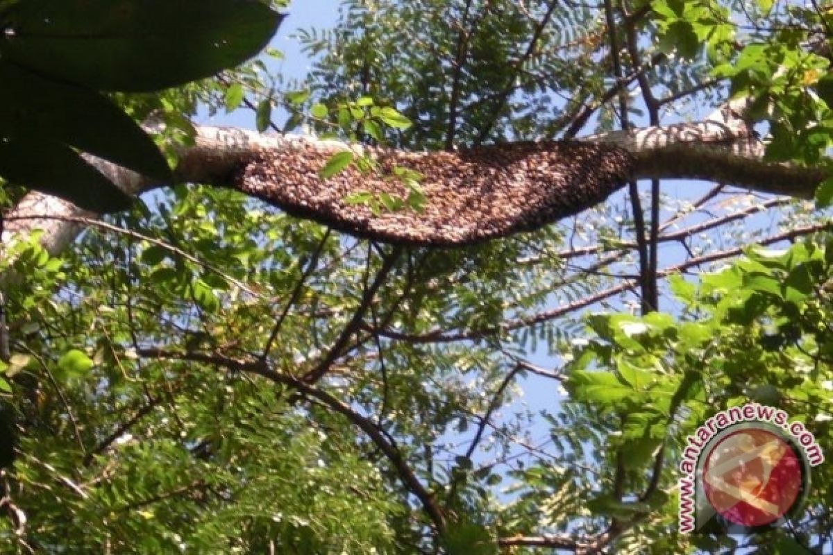 Produksi Madu Hutan Lampung Barat Melonjak 