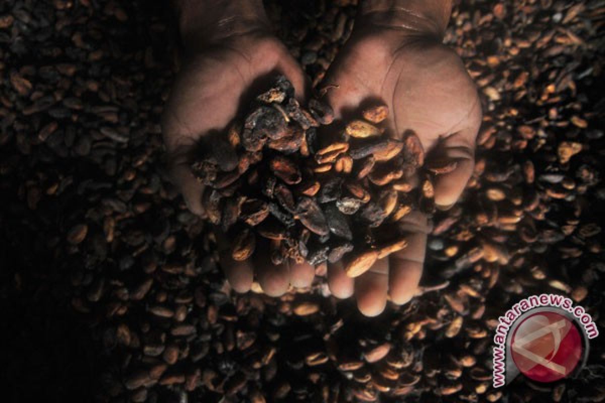 Disbun Sultra: Harga kakao non fermentasi naik jadi Rp115.000/kg