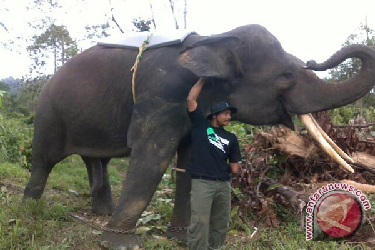 Konflik Gajah dan Manusia Dipicu Pola Tanam