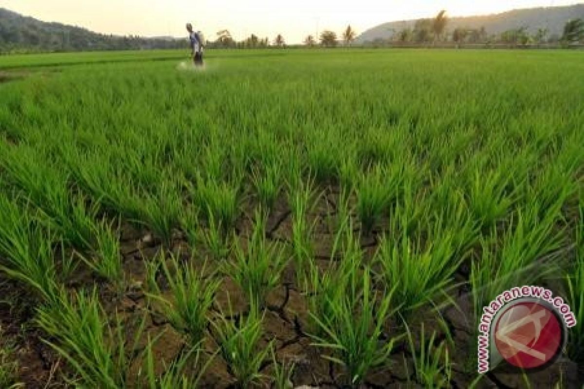 Gagal panen, Ratusan hektare sawah Bombana kekeringan