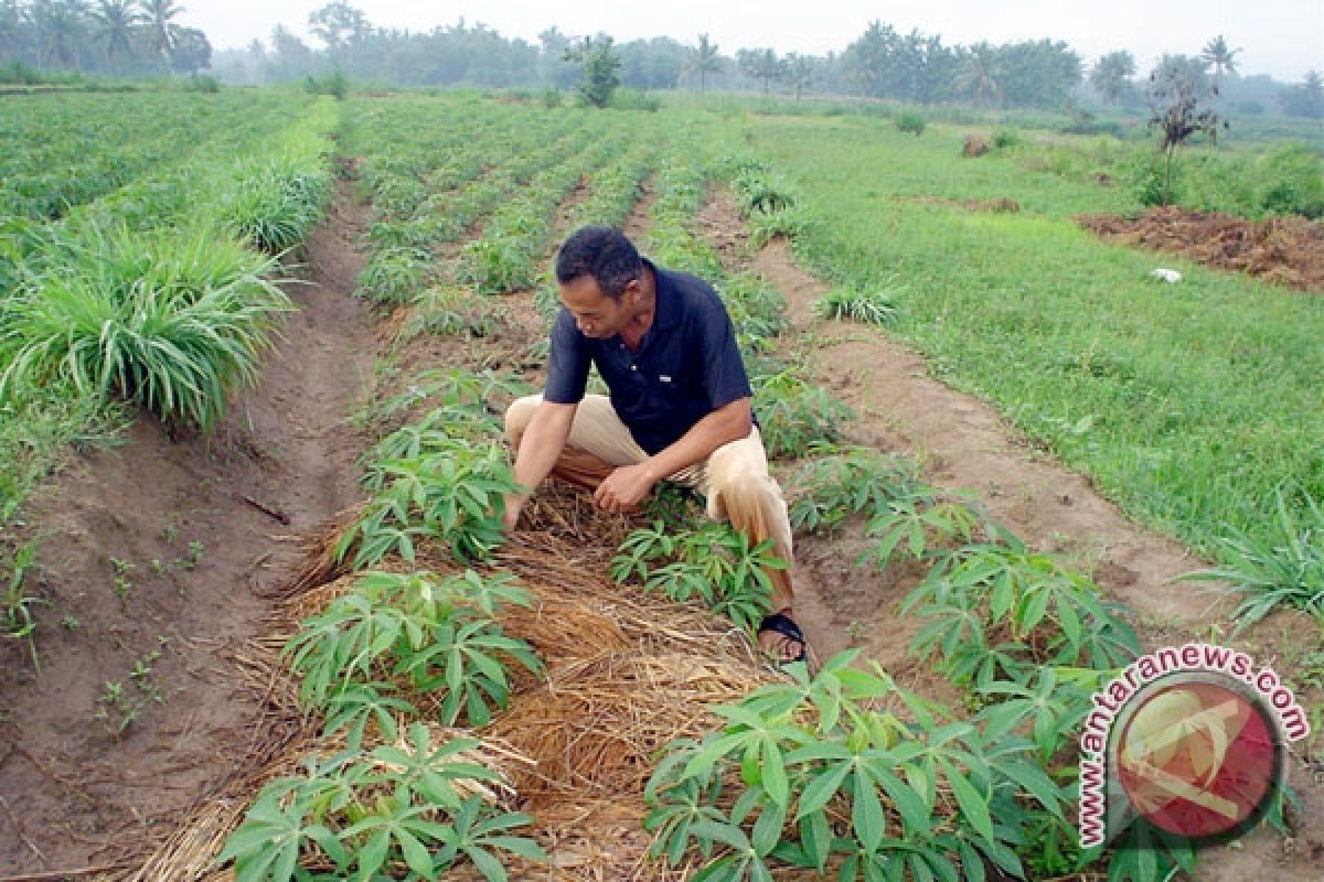 Harga Singkong Di Lampung Timur Naik