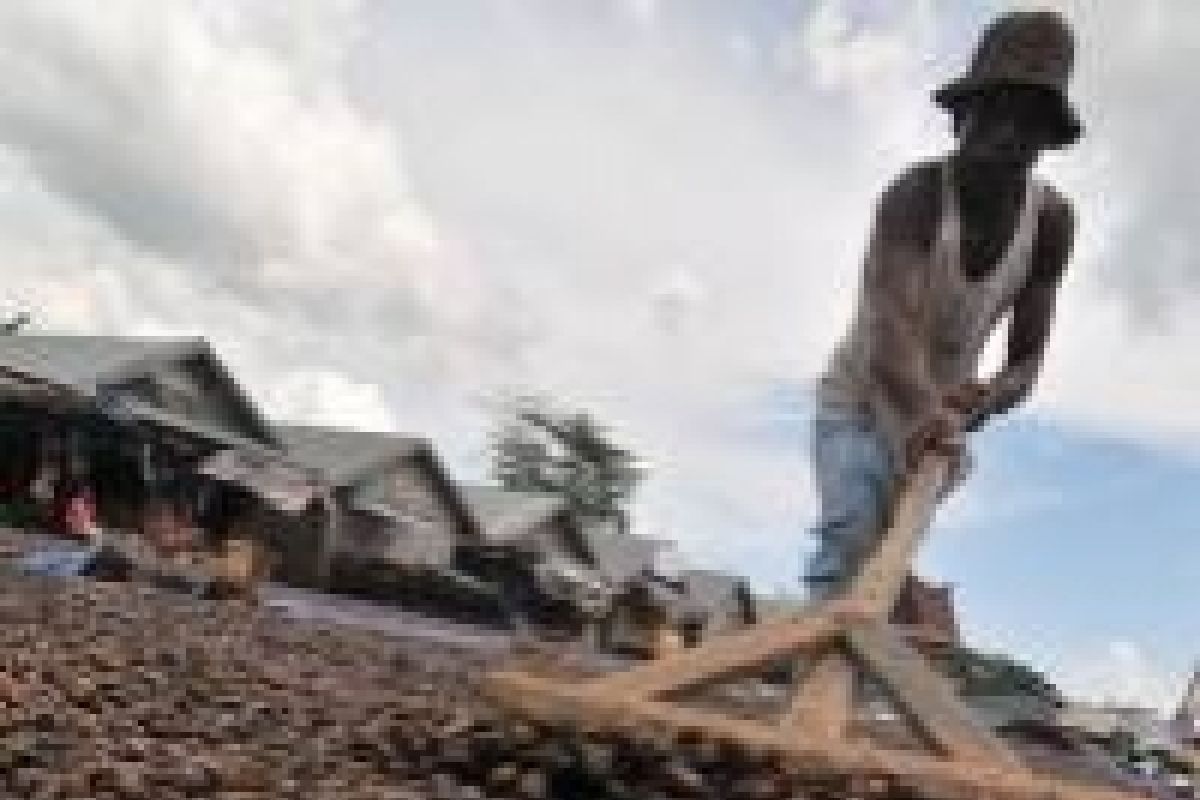 Harga Biji Mete Gelondongan Di Kendari Turun