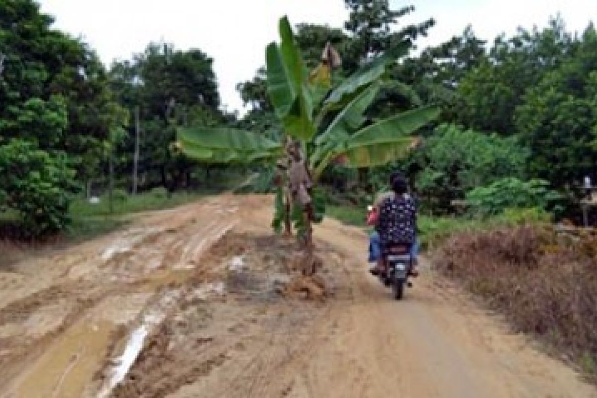 Pohon Pisang Ditanam di Badan Jalan