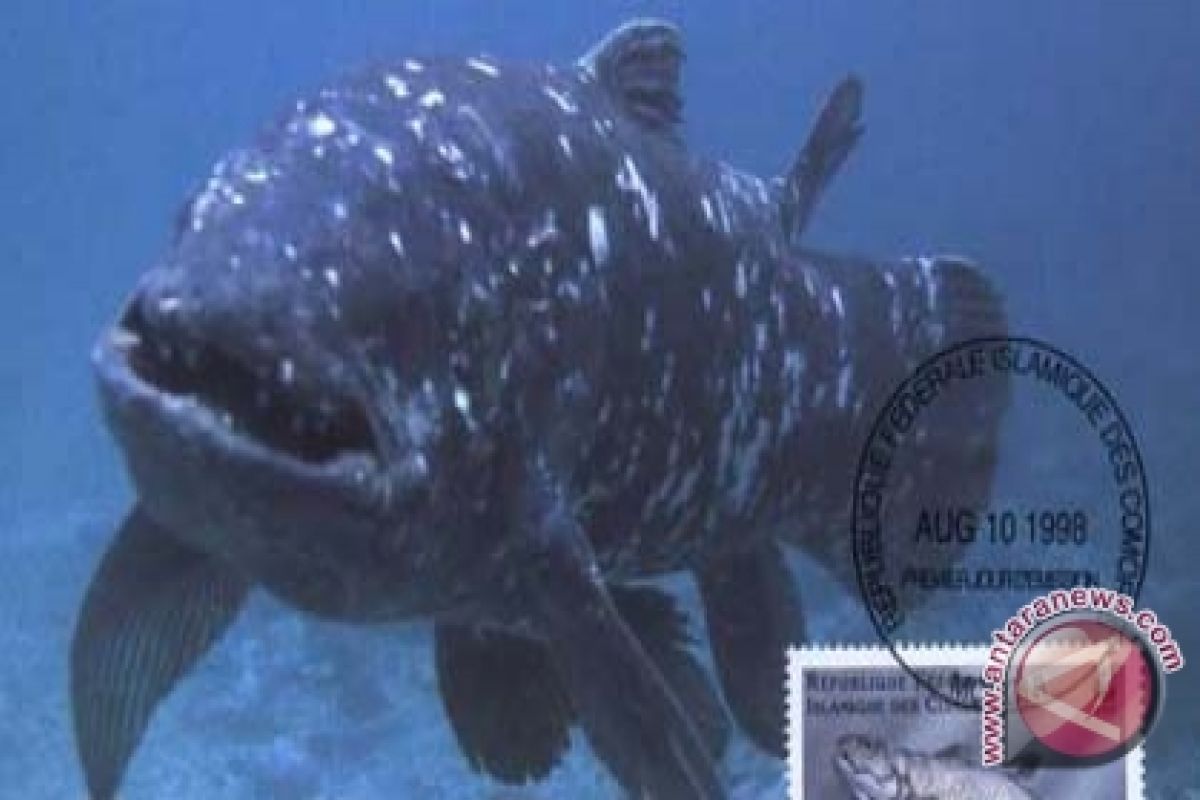 Mengenal Coelacanth: Ikan purba yang menggegerkan Gorontalo Utara