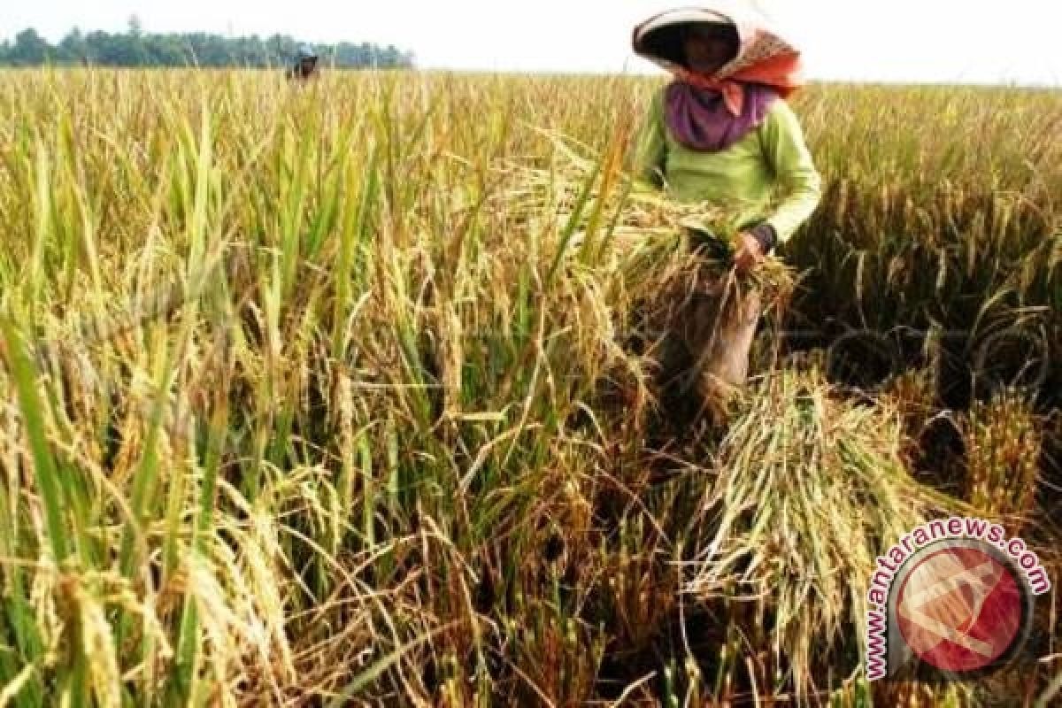 Hama tikus mulai serang sawah di Lahat 