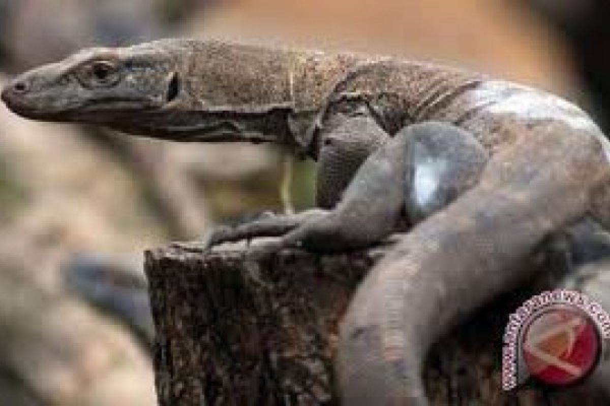 T-REC Galakkan Penyelamatan Reptil