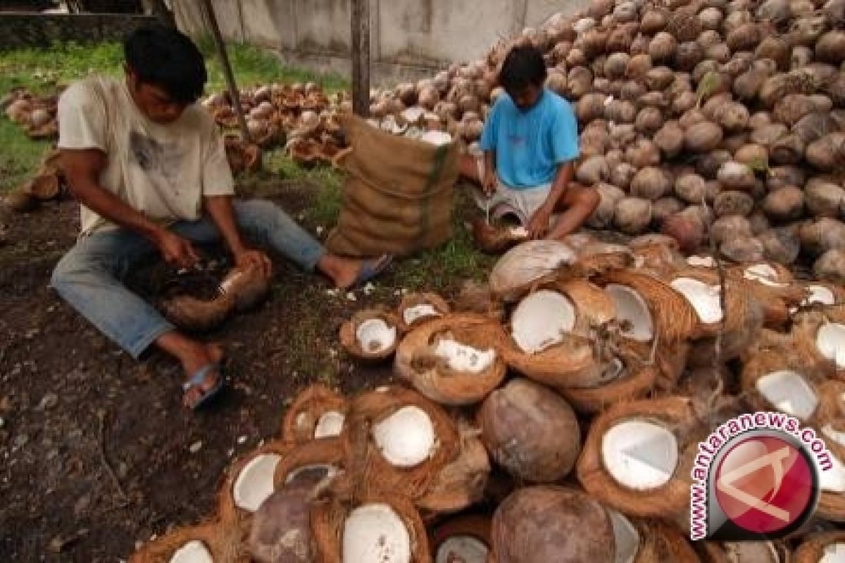 North Sulawesi`s Coconut Flour Exported Mainly To Italy: Official