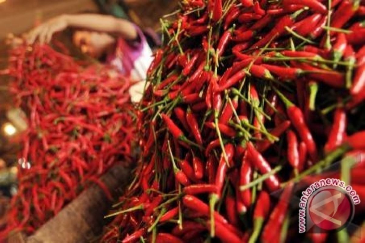 Harga Cabai Di Palu Melonjak Tajam 