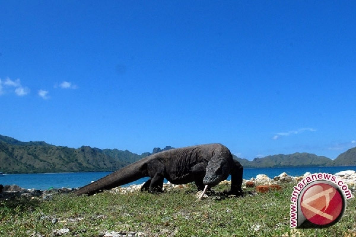 Kerusakan di Komodo semakin hebat