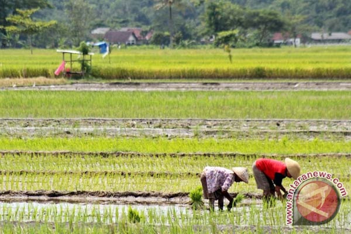 Kelompok Tani Mulyo Mukti gelar tradisi "wiwit" 