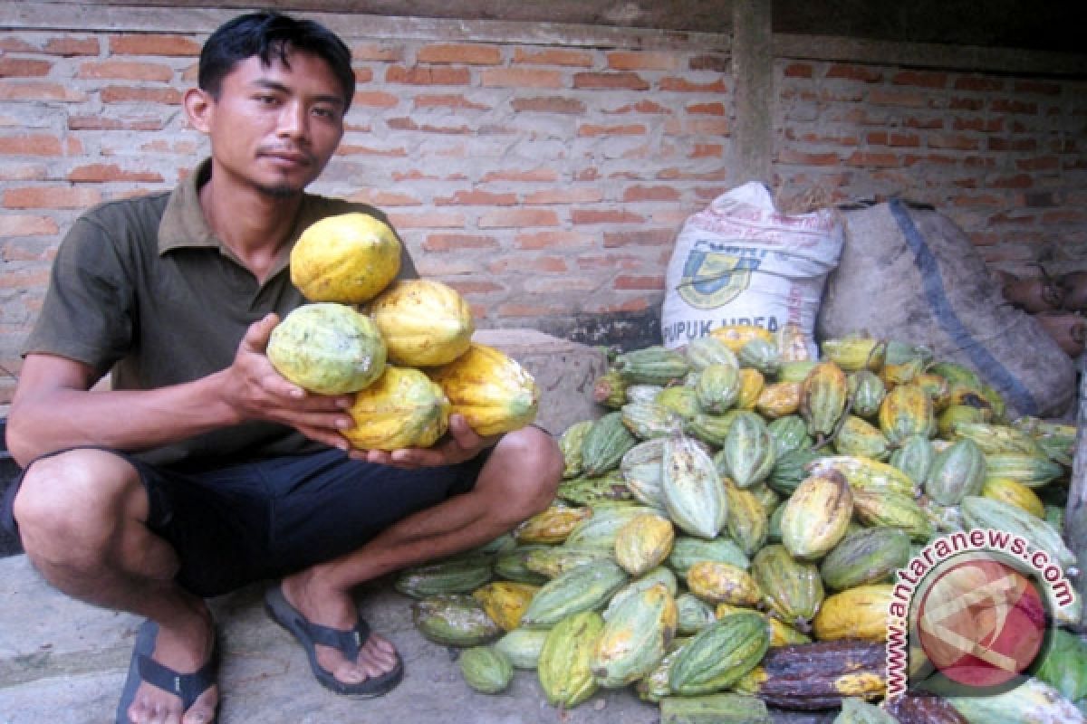 Petani Cokelat Pesawaran Lampung Nikmati Harga Tertinggi 